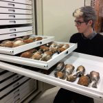 Grant Terrell with museum drawers of American Robin specimens