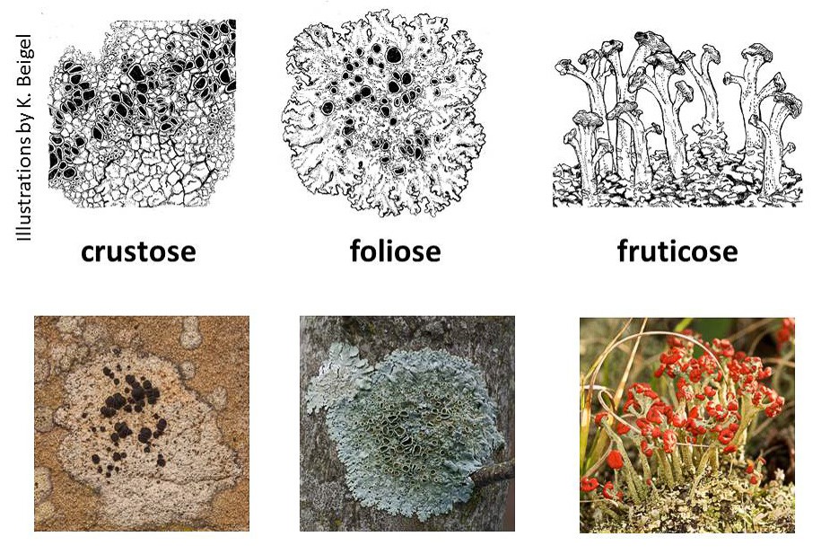 Illustration of three growth-form categories of lichens