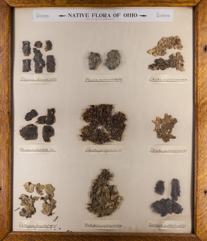 Display of a group of mostly rather large foliose lichens