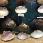 display case with mussel shells