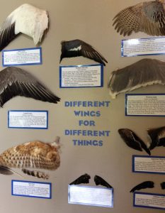 display of different wings for different things