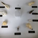 bird skulls