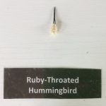 skull of Ruby-throated Hummingbird