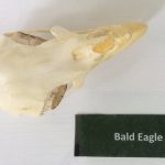 Bald Eagle skull