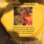 Western honey bee display inside a flower