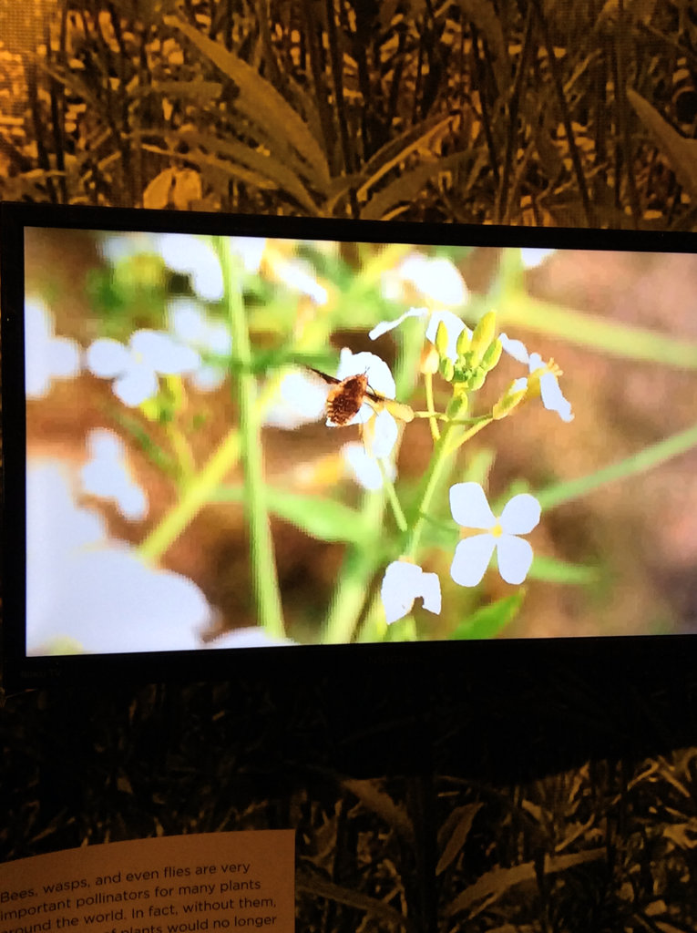 video screen display with bee