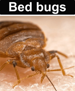 Link to bed bug info
