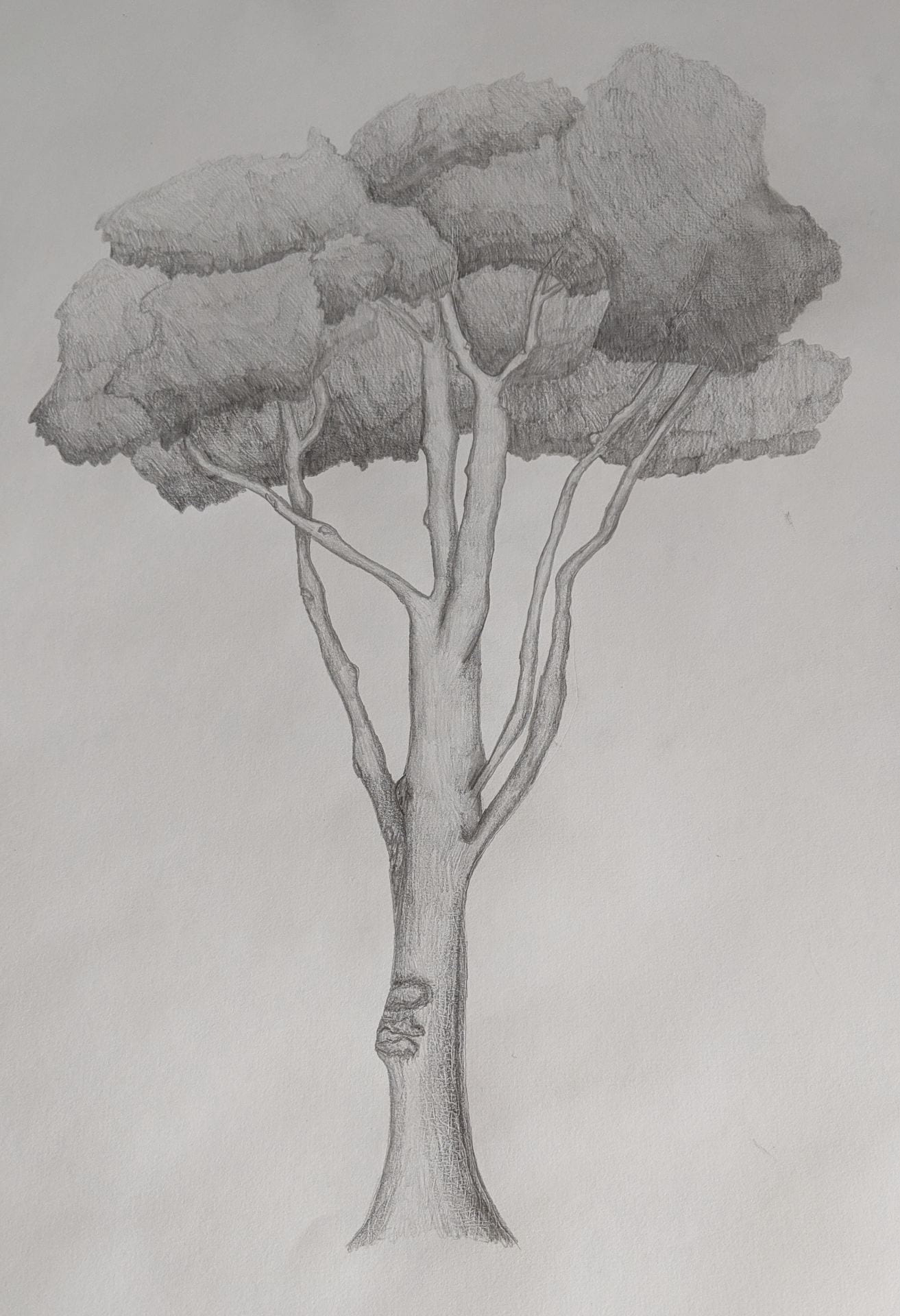 Project #2: Tree Drawing