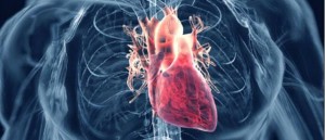 cardiovascular_system2
