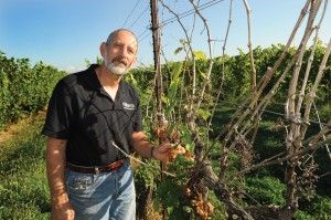 Nick Ferrante checks his vineyards in Ashtabula County. The winter of 2013-14 devastated his crop. But OARDC research offers hope for recovery.