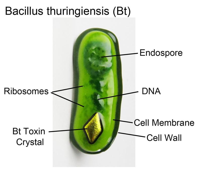 Bacillus Thuringiensis  Caroline Mifsud PHR 7588 Blog