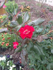 Rosaceae flower
