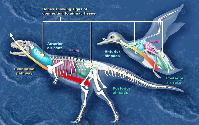Comparison of the air sac system of birds and the Majungasaurus dinosaur.
