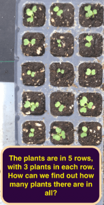seedlings in muffin tins