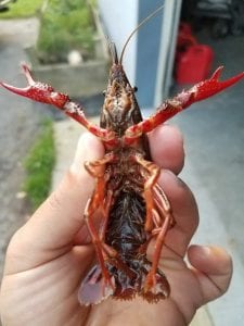 Red swamp crayfish