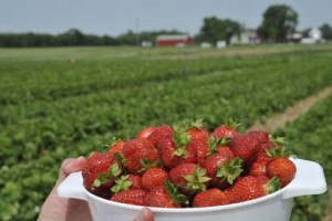 Job # 080428 Locally grown strawberries Hann Farms, 4600 Lockbourne Rd JUN-02-2008 Photo by Jo McCulty The Ohio State University