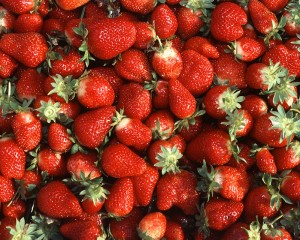Chandler_strawberries