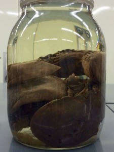 A jar containing two Eastern Hellbenders from our collection