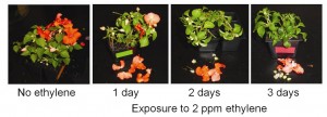 Figure 1.  Ethylene dose response in impatiens.  The severity of ethylene damage is determined by the sensitivity of the specific crop but also the concentration of ethylene and the time that the plant is exposed.  Impatiens are considered to be highly sensitive to ethylene.  After one day of exposure to 2 ppm ethylene most open flowers are shed.  After two days all of the open flowers have been lost and buds also begin to  abscise.  After 3 days the plants do not have any flowers or buds.  