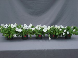 Figure 2.  Symptoms of ethylene damage in petunia.  Plants were treated with different concentrations of ethylene (0, 0.01, 0.1, 1.0, and 10 ppm from left to right) for 24 hours to observe the symptoms of flower senescence. 