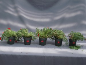 Figure 3.  Symptoms of ethylene damage in portulaca.  Plants were treated with different concentrations of ethylene (0, 0.01, 0.1, 1.0, and 10 ppm from left to right) for 24 hours to observe the symptoms of flower senescence and leaf abscission. 