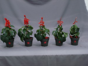 Figure 1.  Symptoms of ethylene damage in salvia.  Plants were treated with different concentrations of ethylene (0, 0.01, 0.1, 1.0, and 10 ppm from left to right) for 24 hours to observe the symptoms of flower abscission. 