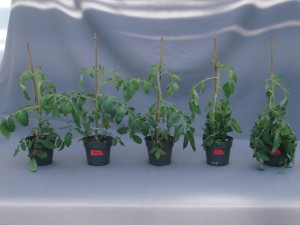 Figure 4.  Symptoms of ethylene damage in tomato.  Plants were treated with different concentrations of ethylene (0, 0.01, 0.1, 1.0, and 10 ppm from left to right) for 24 hours to observe the symptoms of leaf epinasty. 