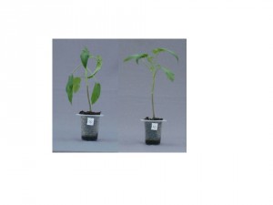 Figure 5.  Epinasty in tomato ‘Brandywine Pink’ exposed to 10 ppm ethylene for 24 hours.  The plant showed severe leaf epinasty immediately after exposure (left photo) and was completely recovered after 24 hours in air (right photo).   