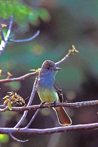 220px-Great_Crested_Flycatcher_in_back_of_Bowman's_Beach,_Sanibel
