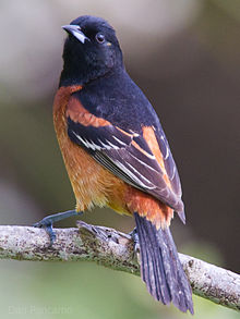 220px-Orchard_Oriole_by_Dan_Pancamo_1