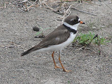220px-Semipalmated_Plover