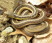 220px-Thamnophis_sirtalis_sirtalis_Wooster