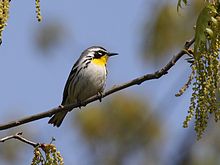 220px-Yellow-throated_Warbler_2
