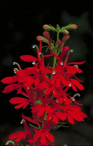 Lobelia_cardinalis_-_Cardinal_Flower