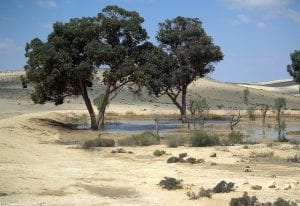 Image of an Oasis in Israeli Desert