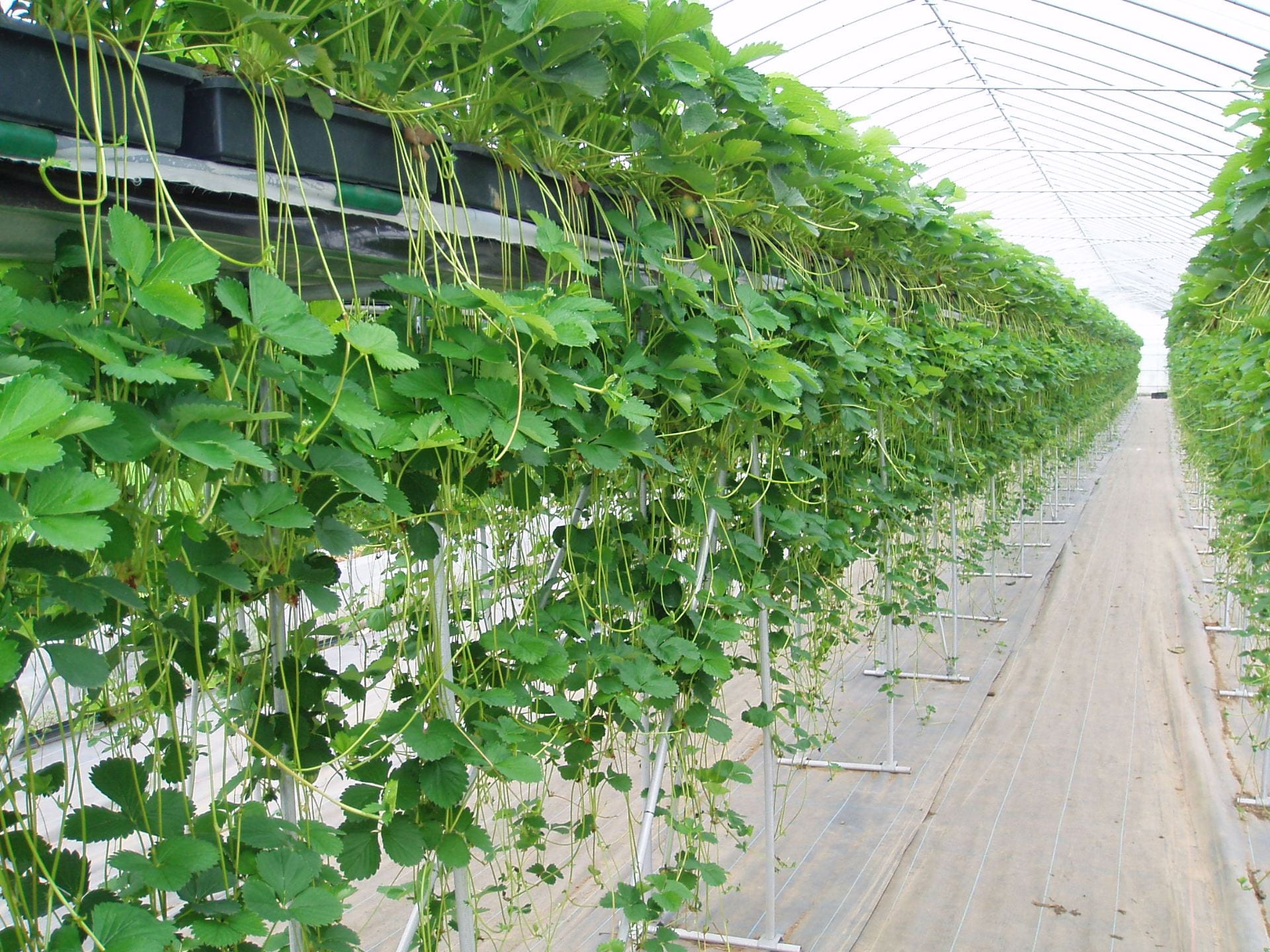 Runner production in a greenhouse in Japan (a photo by Endo Strawberryfields Co.).