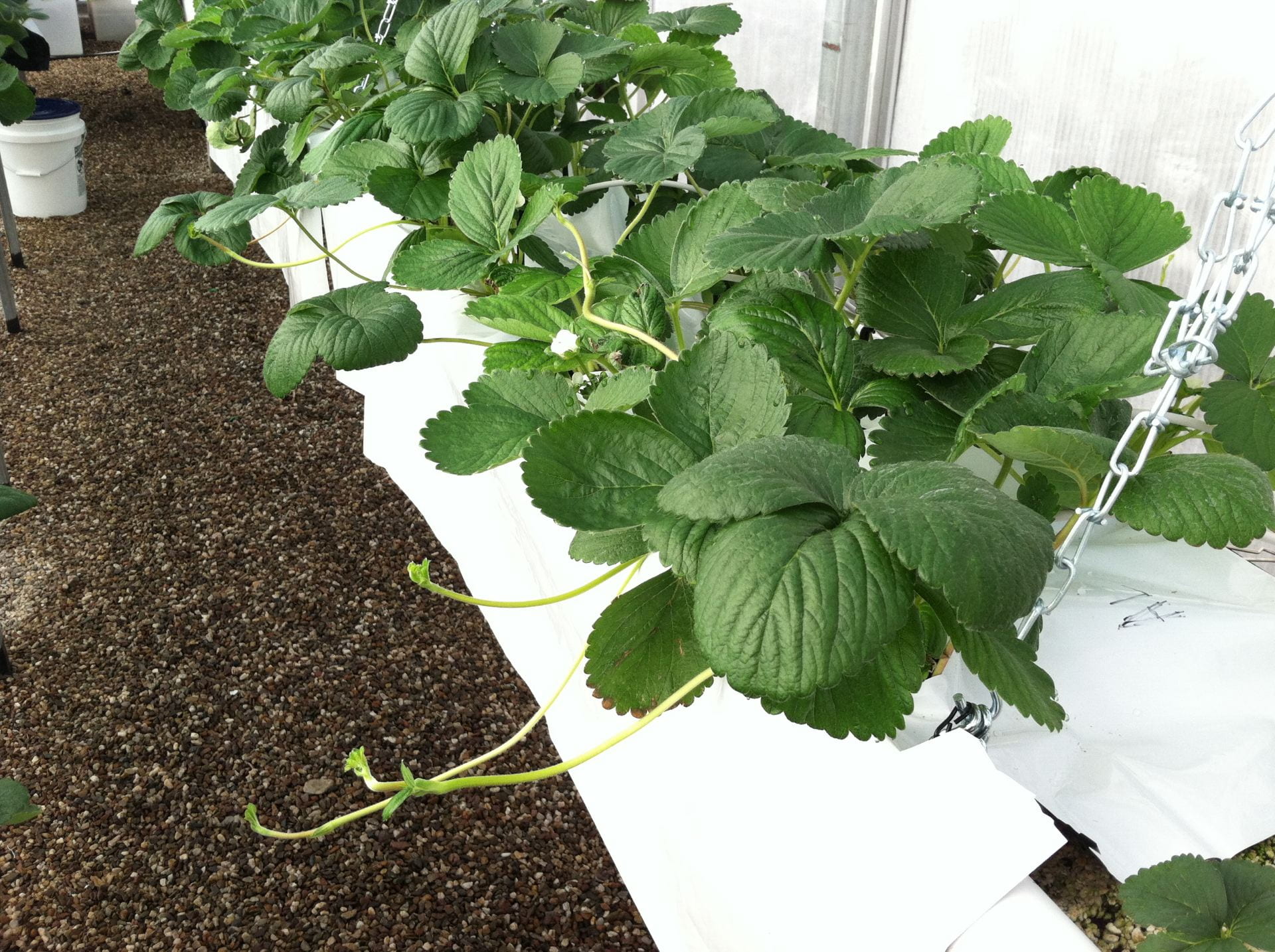 Strawberry plants extending runners to be removed.