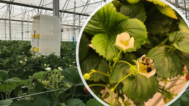 Use of bumblebees for greenhouse strawberry (photos shared by Koppert Biological Systems)