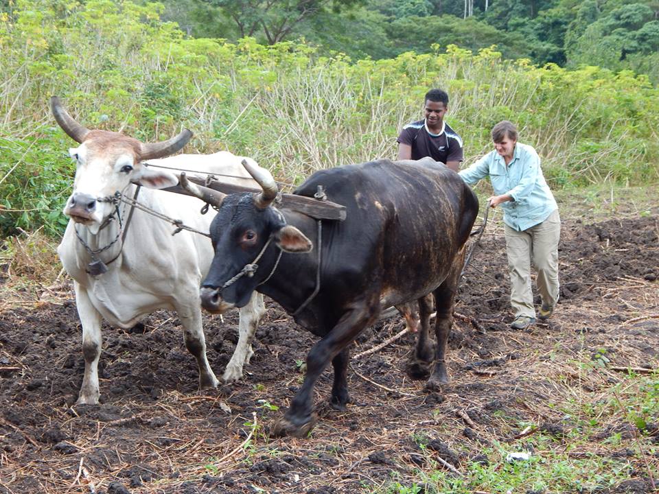 Plowing with the ox-team, Qaraqara, Fiji.