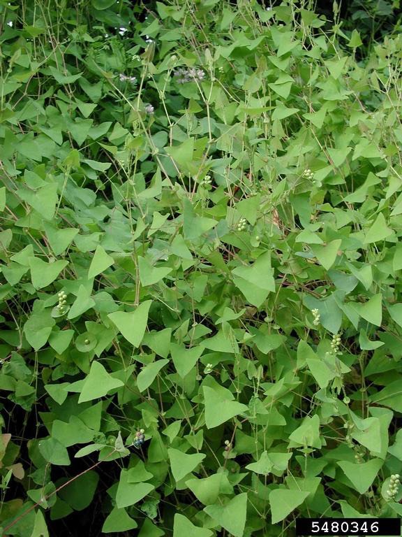 Identifying Common Ohio Weeds