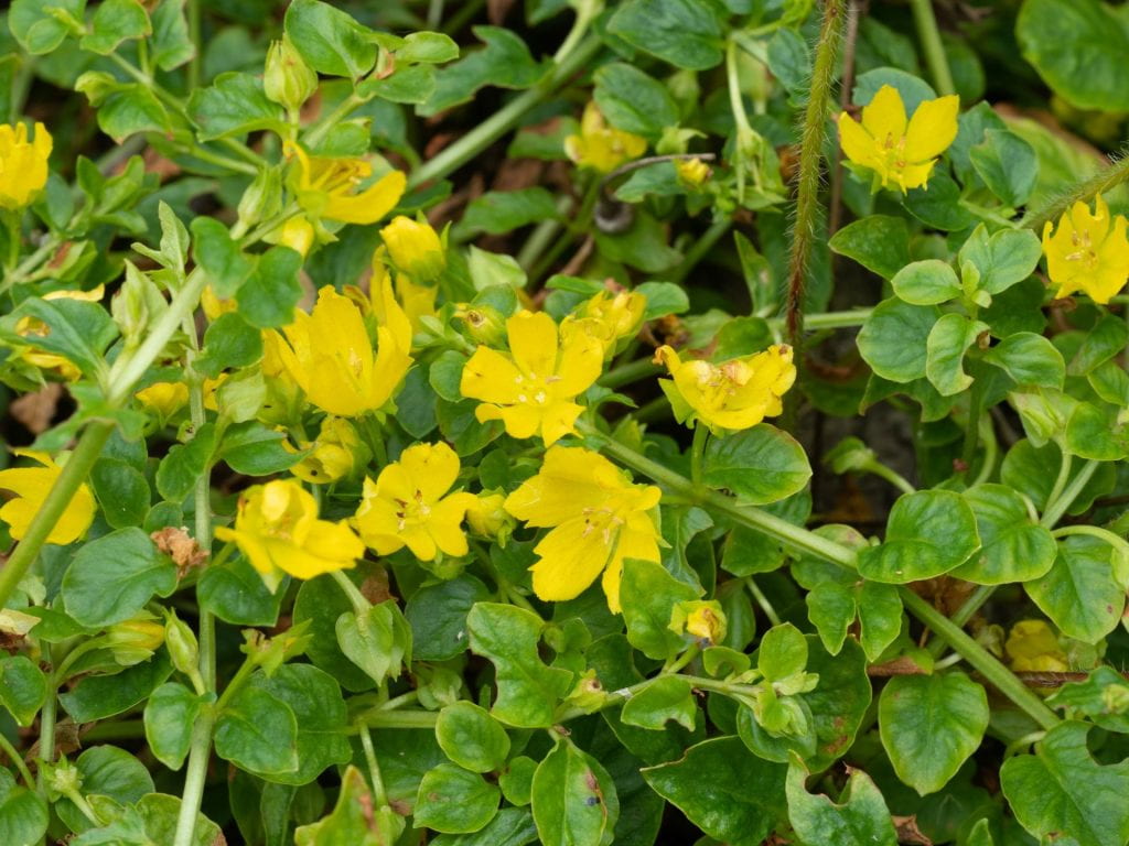 <center>Moneywort is an weedy wetland adventive hern with opposite coin-shaped leaves and yellow flowers.<br>Photo taken June 22, 2023 at the OSU-Marion Prairie by Bob Klips.