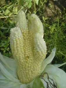 Source: Hubert Brochard, Quebec Bear Paw Ear (Sweet corn)