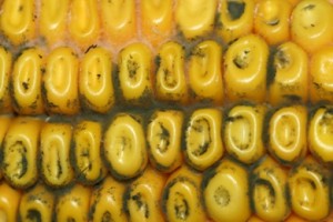 Source: A. Robertson, Iowa State University Plant Pathology. Cladosporium ear rot may develop as dark (brown to green) fuzzy mold growing on and between kernels (http://www.extension.iastate.edu/CropNews/2009/1030robertsonmunkvold.htm) 