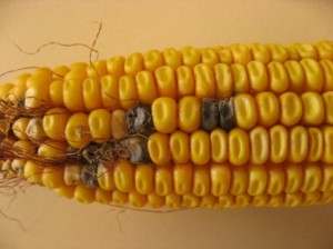 Source: A. Robertson,Iowa State University Plant Pathology Dark kernels scattered around the ear are symptoms of Cladosporium ear rot (http://www.extension.iastate.edu/CropNews/2009/1030robertsonmunkvold.htm)