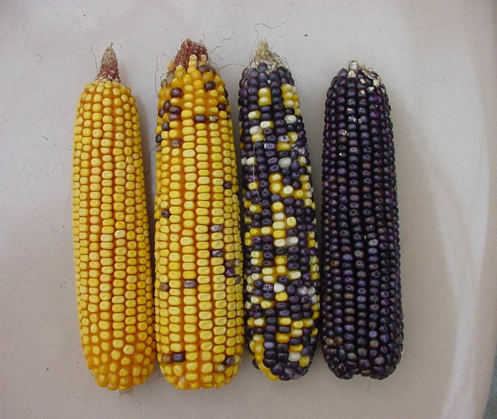 Ears of yellow dent corn ears (two on left) and blue color (two on right) two center ears from adjacent rows. Two outside ears from plants approx 40 row rows away from blue or yellow kernel plants. Source: P. Thomison, OSU