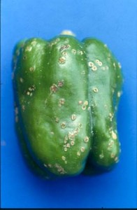 Bacterial spot on green pepper fruit.