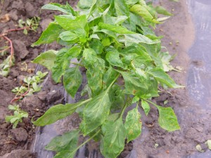 Pepper BLS plant
