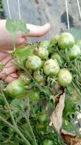 TSWV Tomato cluster green