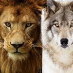 Mammals, image source: https://www.signia-hearing.com/blog/top-5-loudest-animals/