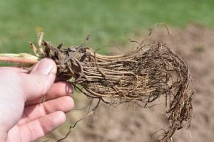 Roots of plant